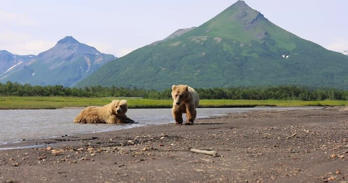 A juvenile brown bear and a sow cool down in a creek in Katmai, Alaska.