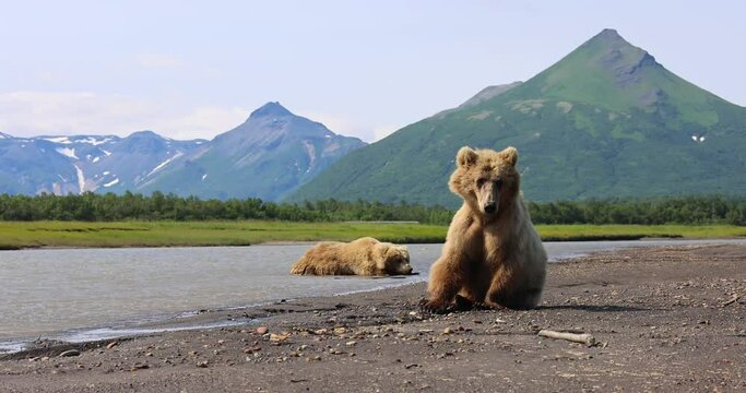 A juvenile brown bear and a sow cool down in a creek in Katmai, Alaska.