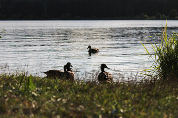 ducks on the water
