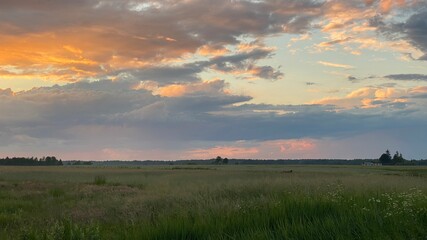 west elephant green fields summer orange sun dark clouds blue sky near Wlodawa