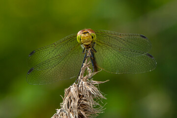 Macro shots, Beautiful nature scene dragonfly.   