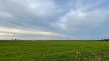 Fototapeta premium summer green fields overcast sky near Wlodawa