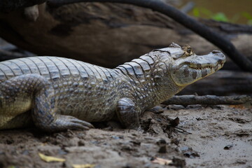 Closeup portrait of Black Caiman (Melanosuchus niger) hiding on riverbank with eye wide open, Bolivia