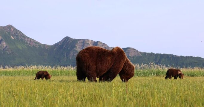 A mother brown bear and her cubs graze on grass in Katmai, Alaska.