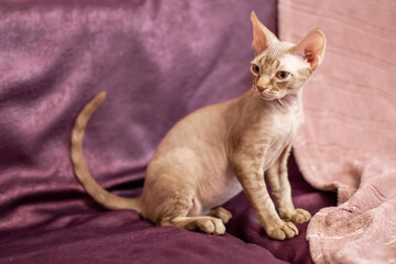 Siamese smooth-haired cat sits on cherry-colored sofa