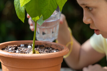 Little girl holding a transparent glass with water and watering an avocado plant.