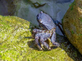 crab and algae on coast