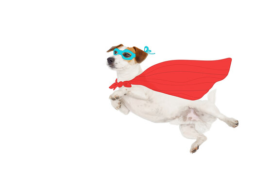Flying Brave Jack Russell Terrier, in a super hero costume