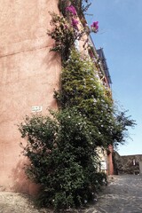 tree in the street