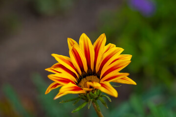 Beautiful blooming colorful Gazania flower