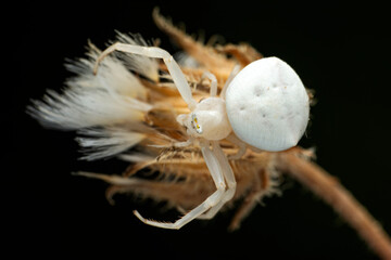 Macro of white crab spider (Misumena vatia) on petal daisy flower