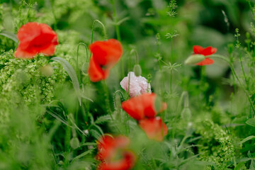 huge field with red white poppies close-up