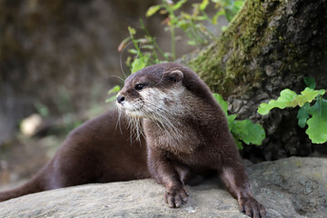 Gros plan sur la loutre de rivière