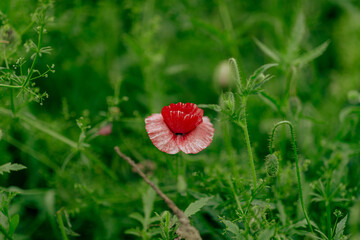 huge field with red white poppies close-up