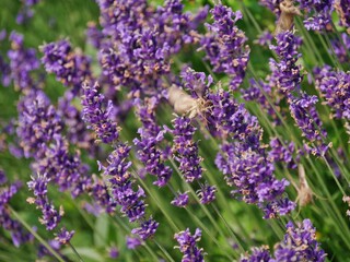 Obraz premium Lavendel mit Schmetterling