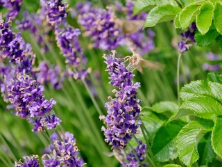 Obraz premium Lavendel im Garten