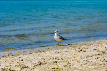 Sea gull on sandy beach at seaside