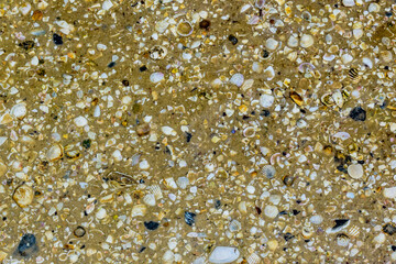 Background of the many sea shells. Natural pattern