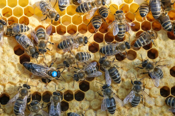 Bees inside a beehive with the queen bee in the middle. Queen bee lays eggs in the cell. Macro...
