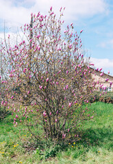 Obraz premium Beautiful flowering on a sunny day, flowering tree - beautiful flowering branch of magnolia in spring - magnolia flower 