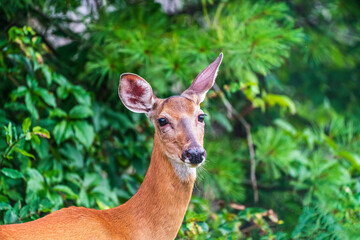 deer in the forest