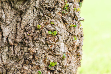 Embossed texture of brown tree bark with green sprouts of leaves and branches on it.	