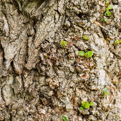 Embossed texture of brown tree bark with green sprouts of leaves and branches on it.	