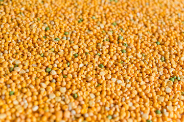 Dry split green and yellow peas texture background. Great for soups.