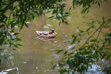 duck in the pond