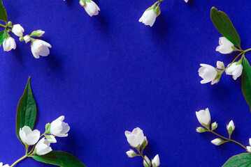 Beautiful white jasmine flowers on a blue background. Flat lay with copy space for the wedding, birthday, party or other celebration.
