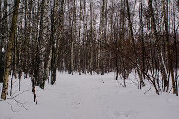 winter cloudy day in the forest
