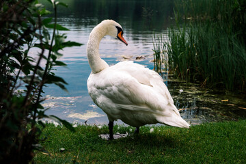 White swan standing at the lake