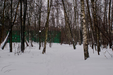 winter cloudy day in the forest