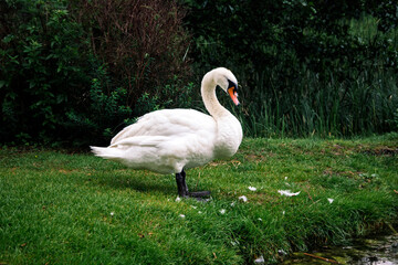White swan standing at the lake