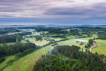 Aerial view of pine forest covered in mist. Sustainable ecosystem.  Foggy morning with colorful sky in countryside.