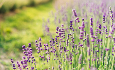 Obraz premium Panorama of lavender field morning summer blur background. Summer lavender. Floral background. Shallow depth of field 