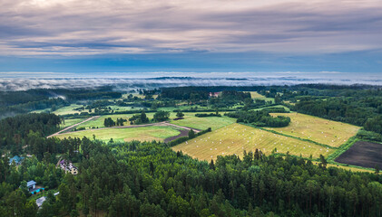 Fototapeta na wymiar Aerial view of pine forest covered in mist. Sustainable ecosystem. Foggy morning with colorful sky in countryside.