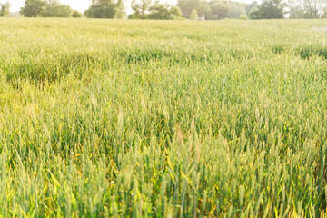 Wheat fields. Ears of golden wheat close up. Beautiful Nature Landscape. Rural landscapes in shining sunlight. Background of the ripening of the ears of a wheat field. Rich harvest concept.