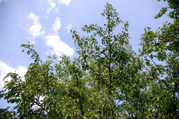 
Pear, fruit tree against blue sky