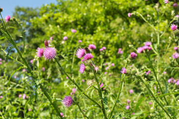 Thistle (Carduus acanthoides) grows in nature in summer