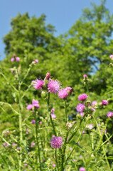 Thistle (Carduus acanthoides) grows in nature in summer