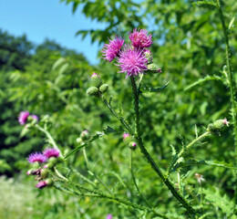 Thistle (Carduus acanthoides) grows in nature in summer