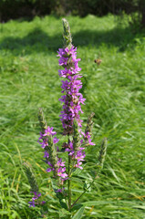 Lythrum salicaria grows on the riverbank and in wet places