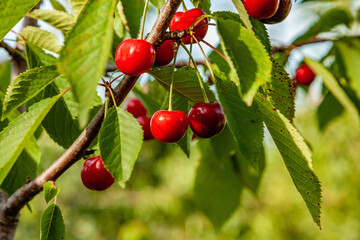 Ripe cherry on a branch with leaves in summer