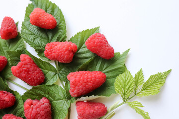 sprigs of raspberries, ripe raspberries on a white background and space for text