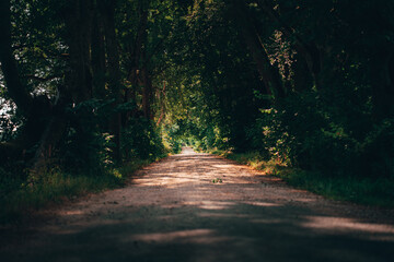 Fototapeta premium Enchanted Path: Serene Alleyway Flanked by Majestic Verdant Trees, Guiding Along an Ancient Dirt Road