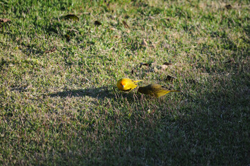 yellow canary very popular bird in Brazil country