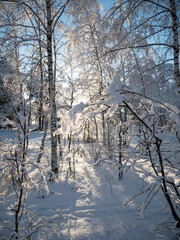 Winter in the Park. Winter landscape. The snow on the branches of trees. The road that goes into the distance