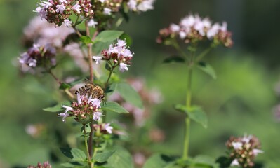 Pszczoła w trakcie zapylania.