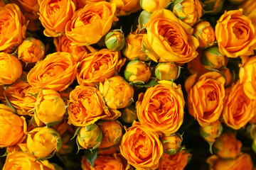 wallpaper with flowers roses close up. backdrop with buds of roses